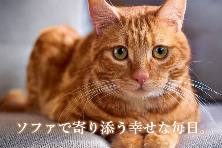 ペット対応ソファの特長