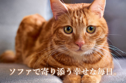 ペット対応ソファの特長
